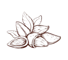 Almonds with leaves line drawing, natural ingredient used in gin alcohol, highlighting gin brands in India