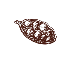 Black cardamom illustration, root ingredient concept for gin alcohol in India